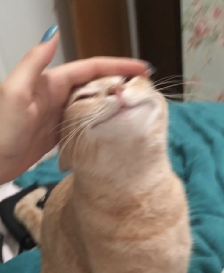 Why you should have a cat (@shouldhavecat) on Twitter photo 