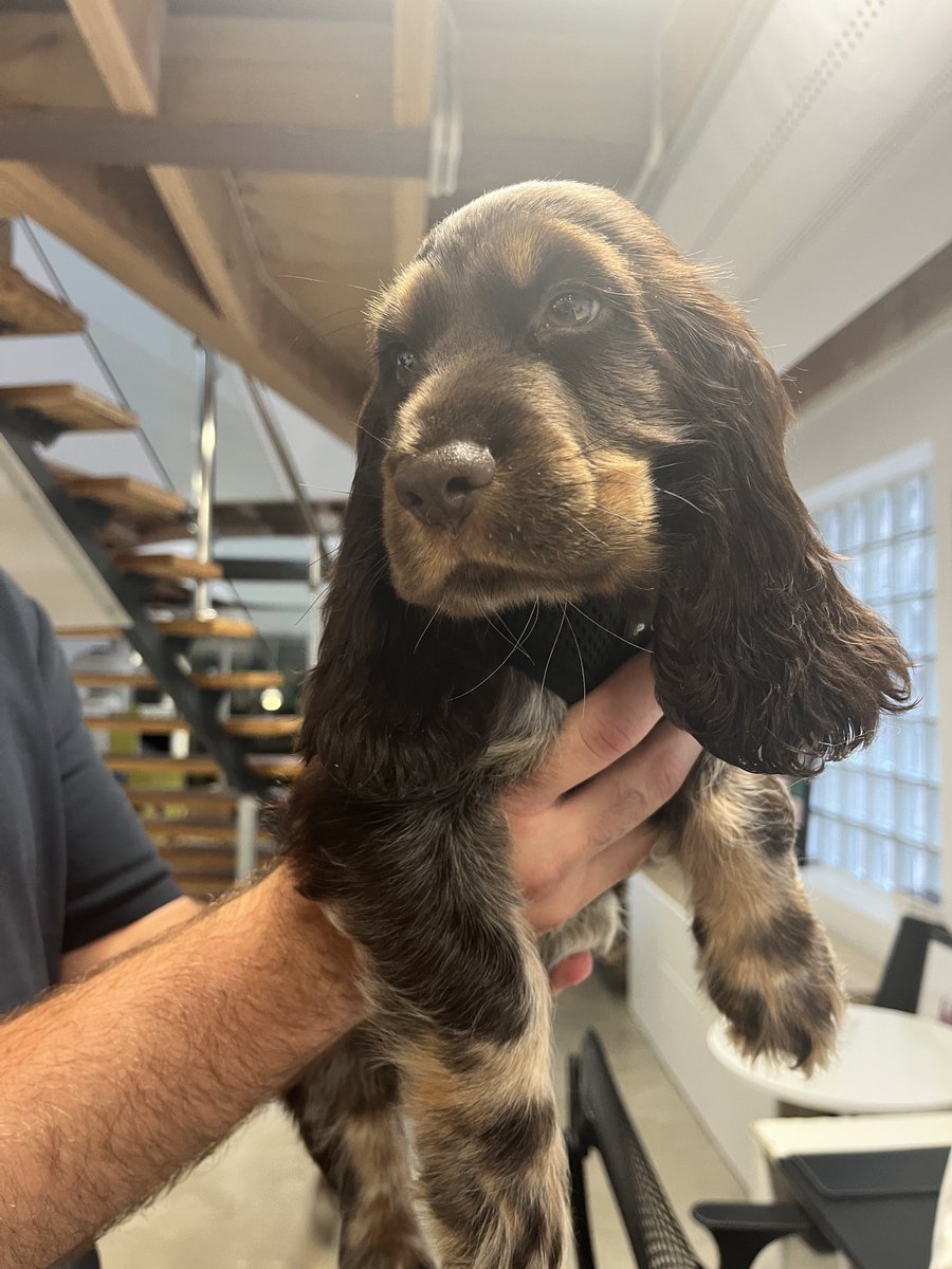 Aaaand we're back for 2025 😎

Starting the year strong with a new joiner at our Sydney office... big welcome to Rolo 😍🐶