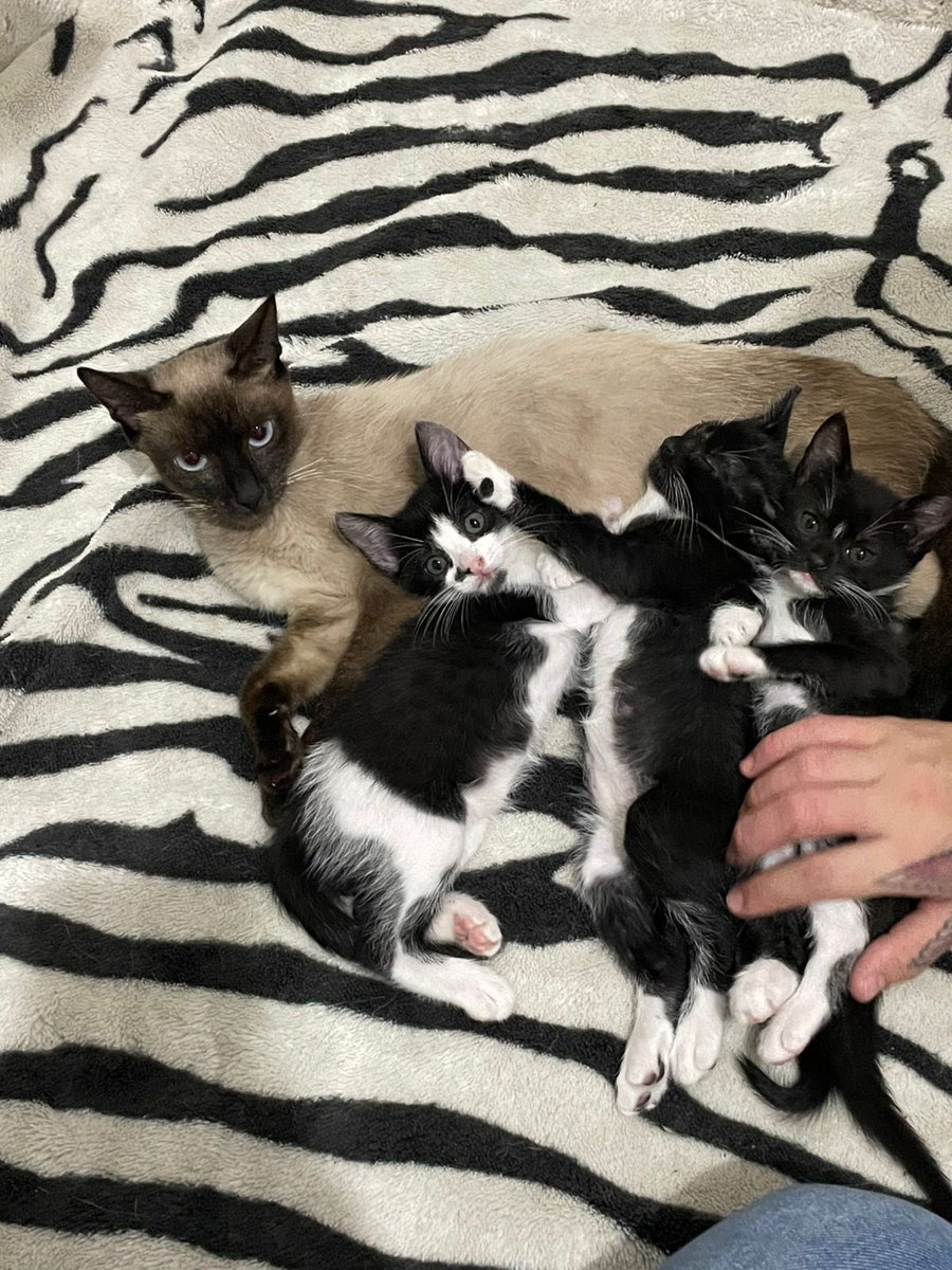 alijlopes's tweet photo. ‼️Ano novo, resgate novo!‼️
Pessoal, acolhi essa família de gatinhos há 51 dias, e depois de muita luta por essas vidas, agora eles estão disponíveis para adoção! Segue o fio e vem conhecer essa história. https://t.co/tjunSHtv9l