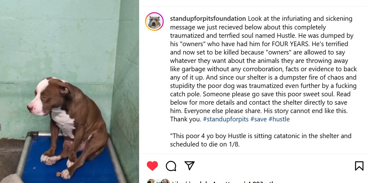 🆘💔🆘HUSTLE is at the West Valley shelter in Los Angeles. He needs a #SoCal hero on January 7 or he'll be put down. Please call &amp; email the shelter if you can help. 3 part text from Stand Up For Pits in thread.
#A2177106