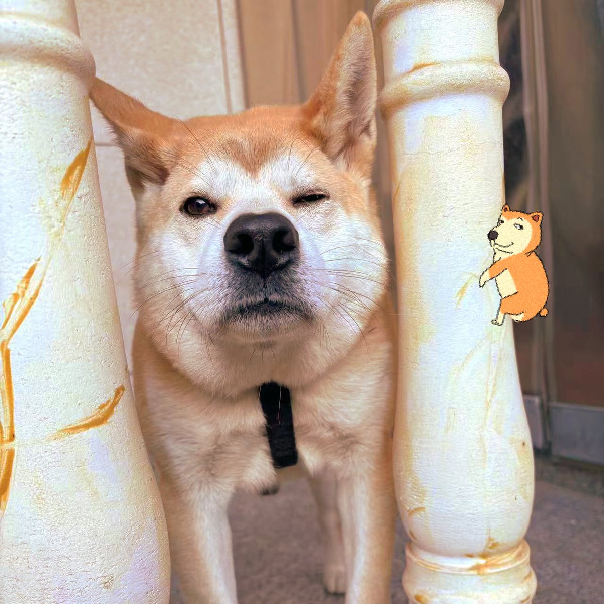 <a href="/0xGroovy/">groovy</a> $doggo has a good Chinese community that will activate when the rise of #ETH goes down

Memecoins on ETH have power, but sometimes you have to wait for a long time

The power is in the community. But #DOGGO is a real gem.

CA: 0x240Cd7b53d364a208eD41f8cEd4965D11F571B7a