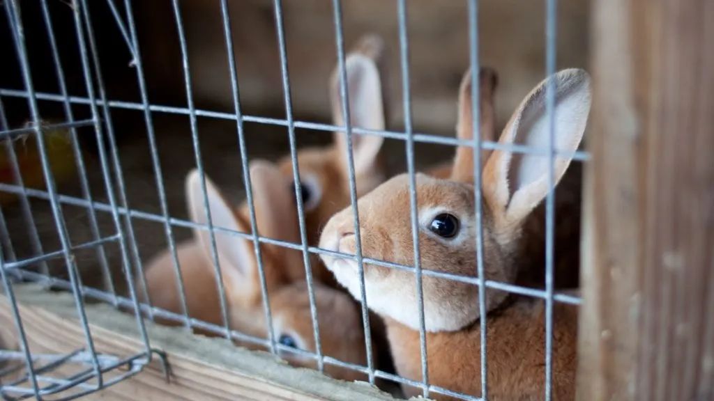 Rabbitedge42992's tweet image. 🐇 Why Choose the Rex Rabbit? 🐇

Growth: Medium pace, great for balanced farming
Reproduction: 6-8 kits per litter
Meat: High-quality, tender, and flavorful
A dual-purpose breed perfect for profitability!

#RabbitFarming  #RexRabbit #RabbitedgeFarms  #AgriHopper