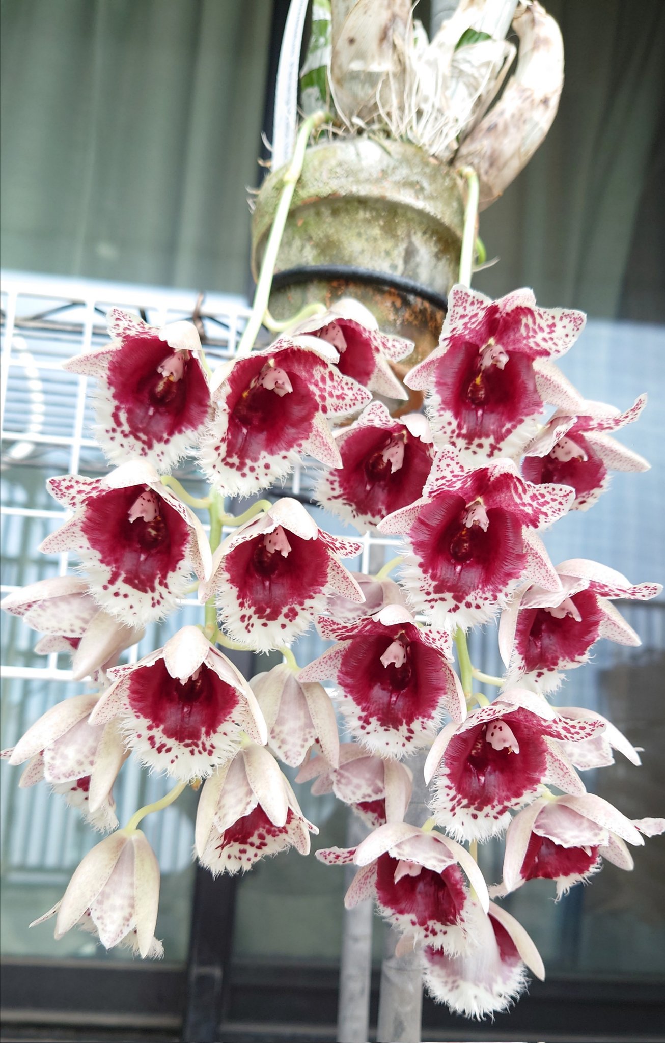 灼熱のベランダ on X: 