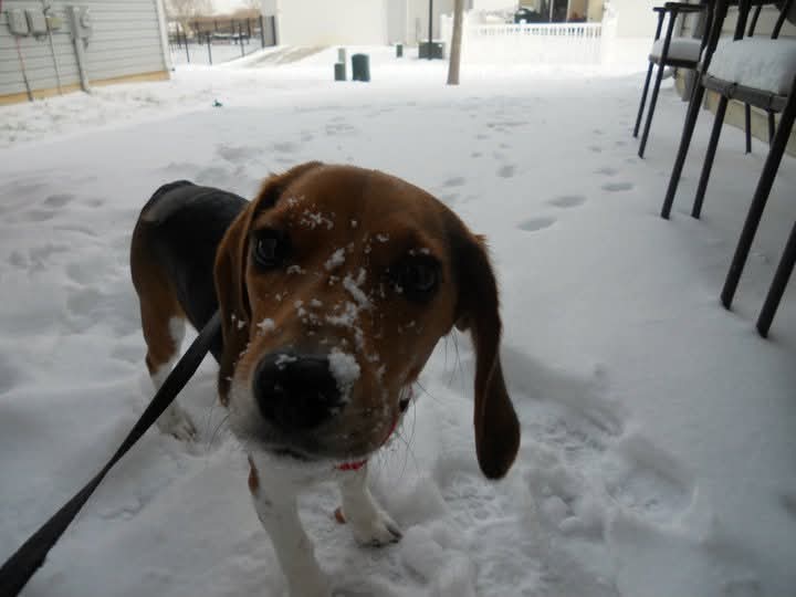 In honor of the walloping winter storm we had the past few days, I give you a throwback to a fun filled snow day with Mr. T. He sure did LOVE him some snow!!