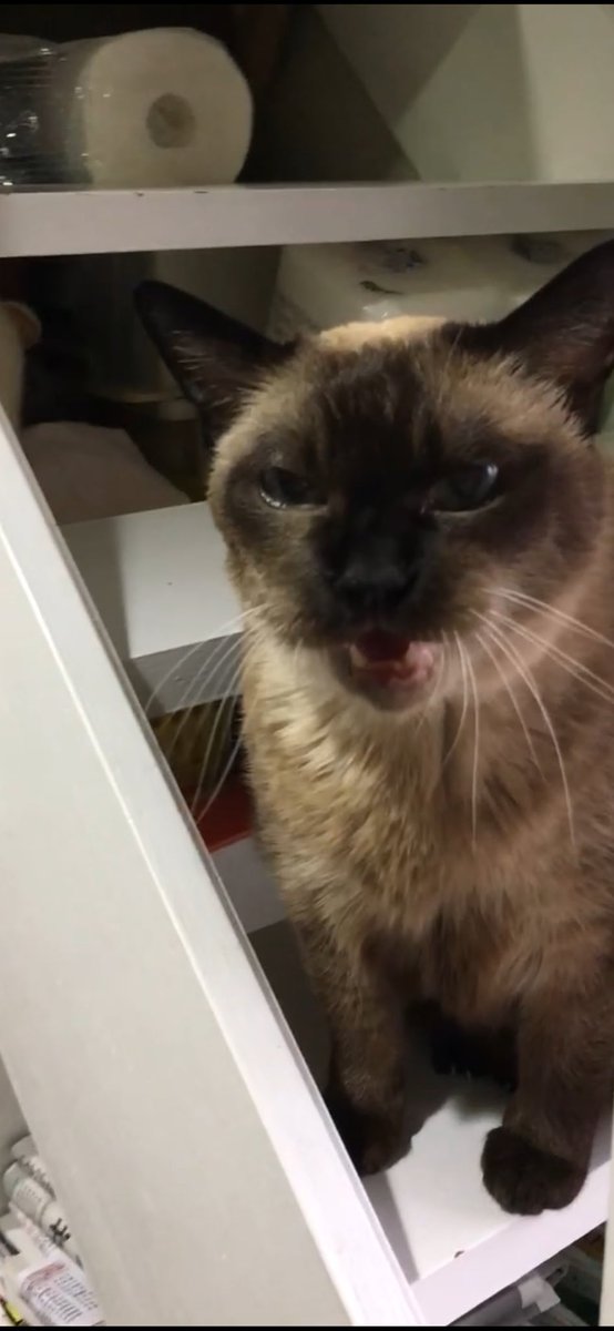 #猫　　#たぬシャム　　#ラブ🩷日記
吠えた☺️🤣😃