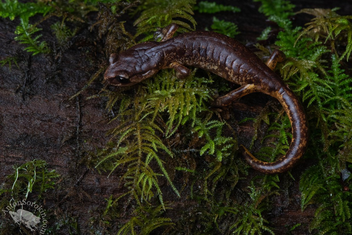 Anton Sorokin tweet media