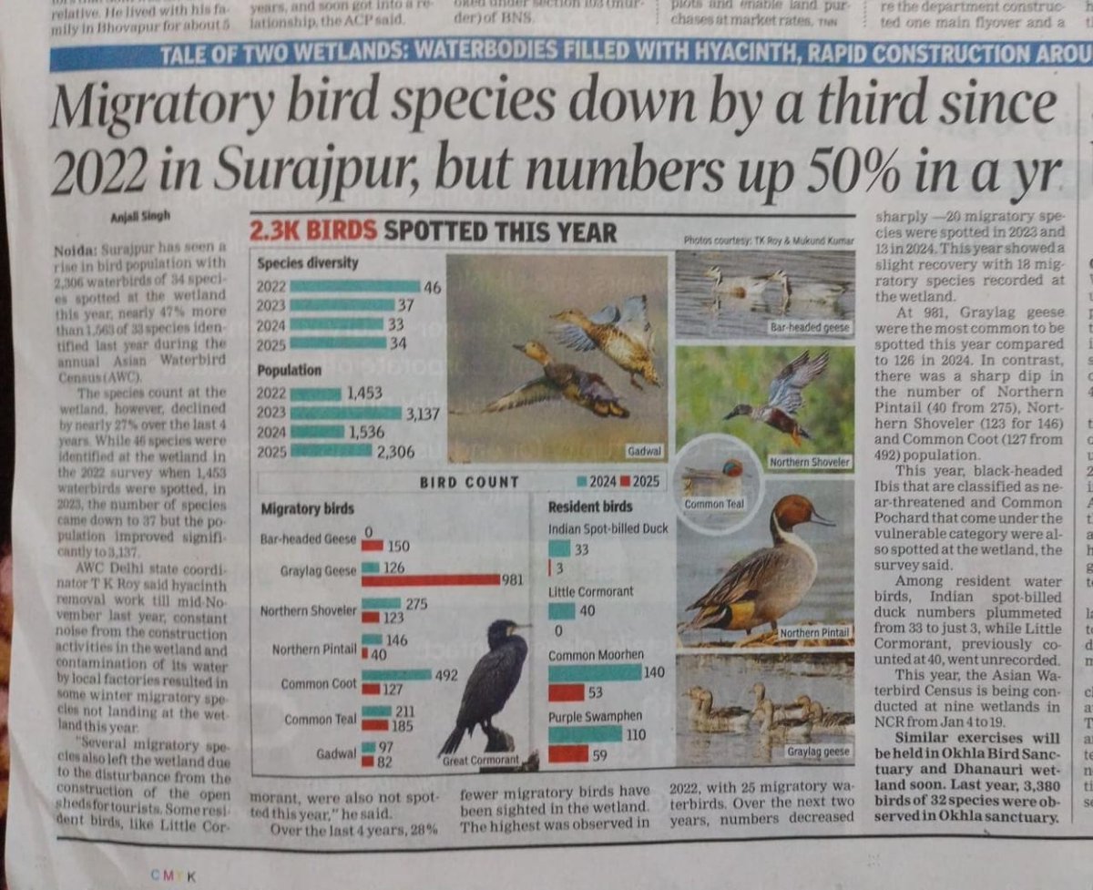 Surajpur has recorded a heartening increase in bird population with 2,306 waterbirds of 34 species spotted at the wetland this year, nearly 47% more than 1,563 of 33 species identified last year during the annual Asian Waterbird Census (AWC).

timesofindia.indiatimes.com/city/noida/mig…