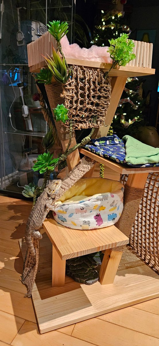 Waffles_Tort's tweet image. Mom no ask for Christmas present for her, she ask for present for me! Grandhumom get cat tree, den she decorate wit mom and make ultimate dragon window seat! I is queen of my castle!