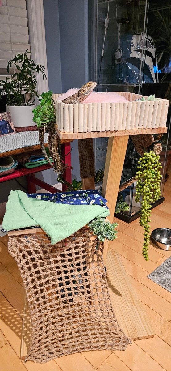 Waffles_Tort's tweet image. Mom no ask for Christmas present for her, she ask for present for me! Grandhumom get cat tree, den she decorate wit mom and make ultimate dragon window seat! I is queen of my castle!