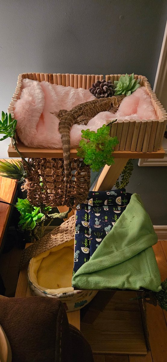 Waffles_Tort's tweet image. Mom no ask for Christmas present for her, she ask for present for me! Grandhumom get cat tree, den she decorate wit mom and make ultimate dragon window seat! I is queen of my castle!