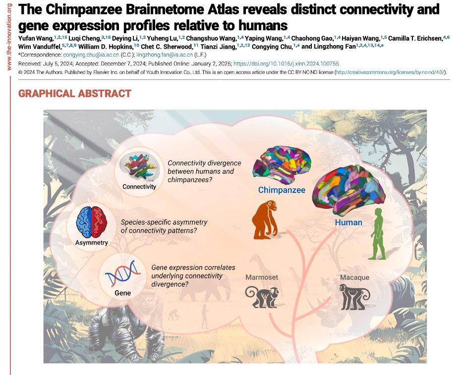Lingzhong_Fan's tweet image. The Chimpanzee Brainnetome Atlas reveals distinct connectivity and gene expression profiles relative to humans: The Innovation cell.com/the-innovation…