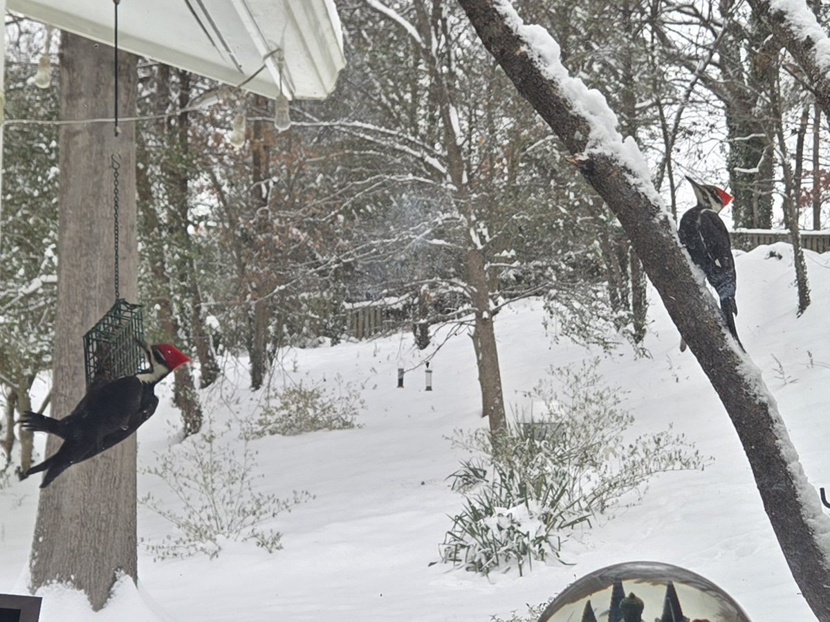Worth it to keep our bird friends fed in the snow today. Two noisy pileated woodpeckers were lined up for chow. These prehistoric giants are bigger than the suet! #birdlover
