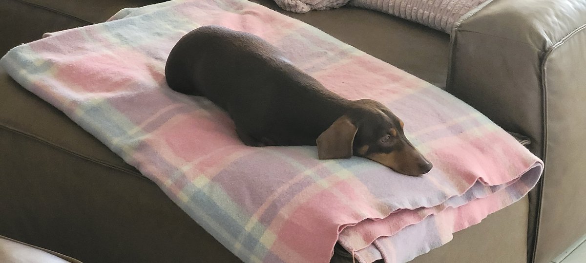 optimizing drag coefficients to make the most aerodynamic rat