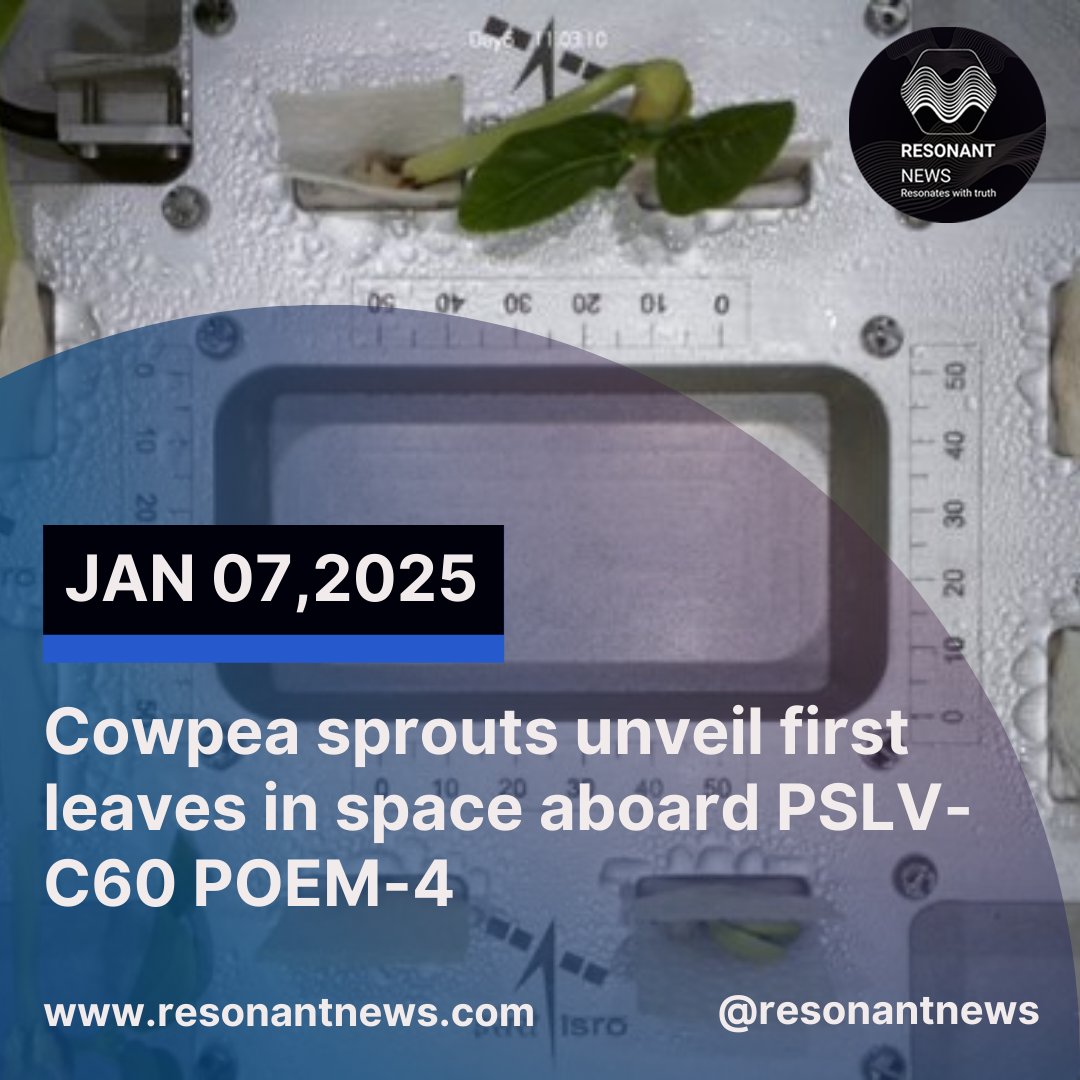 Resonant_News's tweet image. COWPEA Sprouts unveil First leaves in Space 

#ISRO #pslvc60 #POEM4