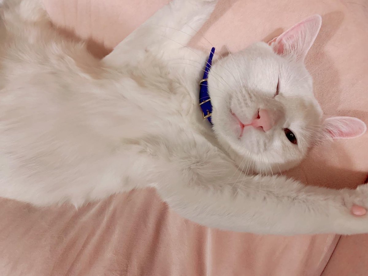 黒田みこ🐈‍⬛💙PERFECT全戦参戦 tweet media