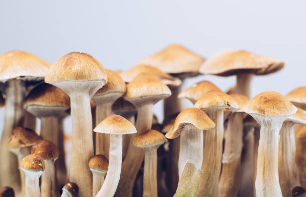 PiracetamNET's tweet image. Boost brain health and manage stress naturally with nootropic mushrooms. Learn about their benefits, risks, and how to use them in your daily routine. Full guide here: piracetam.net/nootropic-mush… #Nootropics #BrainHealth #WellnessJourney