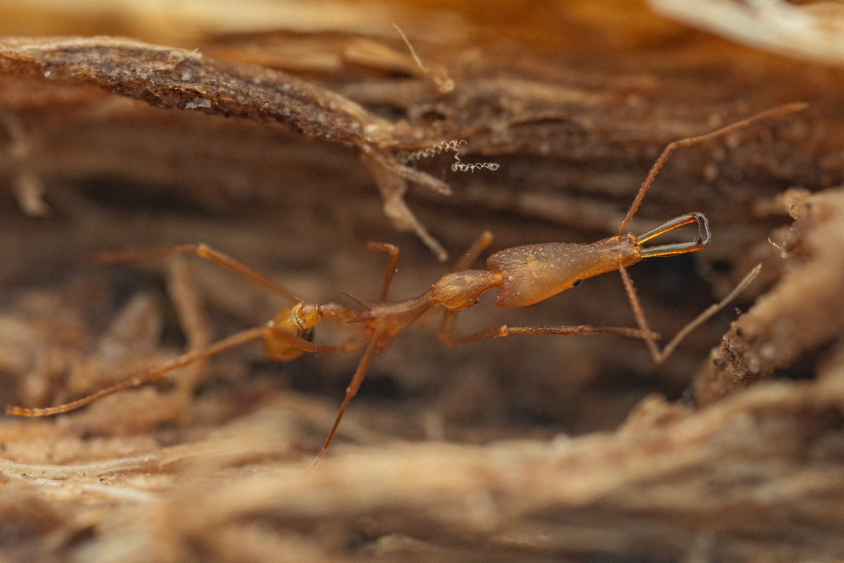ant__frank's tweet image. New Guinea had several species with extremely elongated morphologies, such as this Strumigenys. I still wonder why 🤔. Near New Guinea Binatang Research Center, 🇵🇬 (2023).
Thanks to @SchumacherNilsC for finding this great specimen!