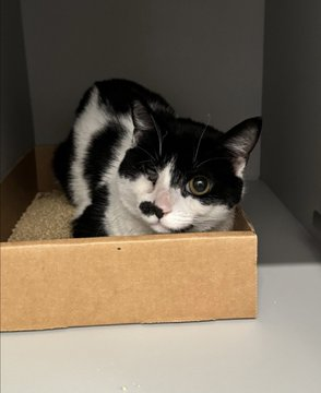 PeterAskin1's tweet photo. "Lucky" at NYC ACC has some woe
with a painful eye & it needs to go!
May this girl live up to her name
& benefit from the rescue game!
Pledges will help her turn the tide
& we I know are on her side!
Pledges needed Twitter friends
& we can help & make amends!
VERY URGENT! 🙏
https://t.co/HICp8LxtA9