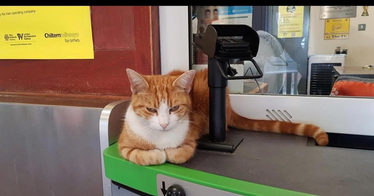 Good morning and welcome to Tuna Tuesday 

Don't give up. 
Not today, not tomorrow, not next week. Keep going

If you never try, you'll never know.

#cats #cats #Cat #CatsOnTwitter #CatsOfTwitter