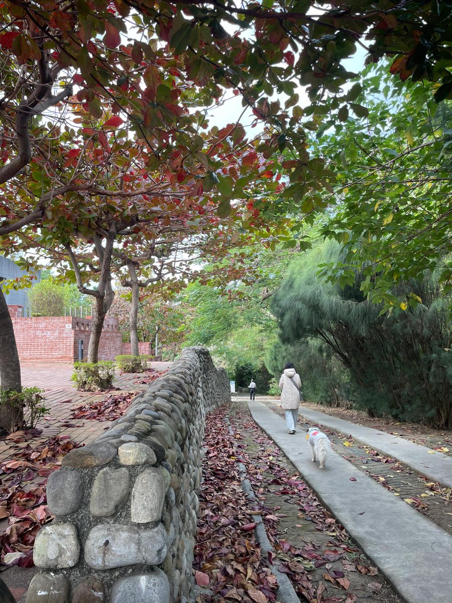 秋の訪れと共に、自然と散歩する。🍁🌿 空気が澄んでいて、とても気持ちが良いです。心も身体もリフレッシュ！😊 #秋の散歩 #自然の癒し