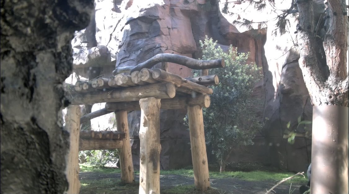 Erin Top Hat (@erintophat2) on Twitter photo <a href="/DCPandaCub4/">Xiao Qi Ji</a> Find the San Diego panda (this time 1 is there 4 sure)! 🧐🕵️♀️ <a href="/sandiegozoo/">San Diego Zoo Wildlife Alliance</a> <a href="/BeiBeiPanda3/">Bei Bei Panda</a> <a href="/pinkypanda0823/">Princess Pinky 1st of Her Name & Mother of Pandas</a> <a href="/baobao_chine/">bao bao</a> <a href="/grandmeixiang/">Mei Xiang Tian</a> <a href="/tiantianpanda97/">Tian Tian</a> @YuanMengPanda <a href="/24ichico/">24ichico</a> <a href="/PookieDigi4Ever/">OddBeardieCouple</a> <a href="/LoveofPandas1/">Love of Pandas</a> <a href="/Doralovesbears/">Dora</a> <a href="/DCPandaGirl/">DCPandaGirl</a> <a href="/meganh44/">Megan H</a> <a href="/DCPandaCub4/">Xiao Qi Ji</a> Find the San Diego panda (this time 1 is there 4 sure)! 🧐🕵️♀️ <a href="/sandiegozoo/">San Diego Zoo Wildlife Alliance</a> <a href="/BeiBeiPanda3/">Bei Bei Panda</a> <a href="/pinkypanda0823/">Princess Pinky 1st of Her Name & Mother of Pandas</a> <a href="/baobao_chine/">bao bao</a> <a href="/grandmeixiang/">Mei Xiang Tian</a> <a href="/tiantianpanda97/">Tian Tian</a> @YuanMengPanda <a href="/24ichico/">24ichico</a> <a href="/PookieDigi4Ever/">OddBeardieCouple</a> <a href="/LoveofPandas1/">Love of Pandas</a> <a href="/Doralovesbears/">Dora</a> <a href="/DCPandaGirl/">DCPandaGirl</a> <a href="/meganh44/">Megan H</a>
