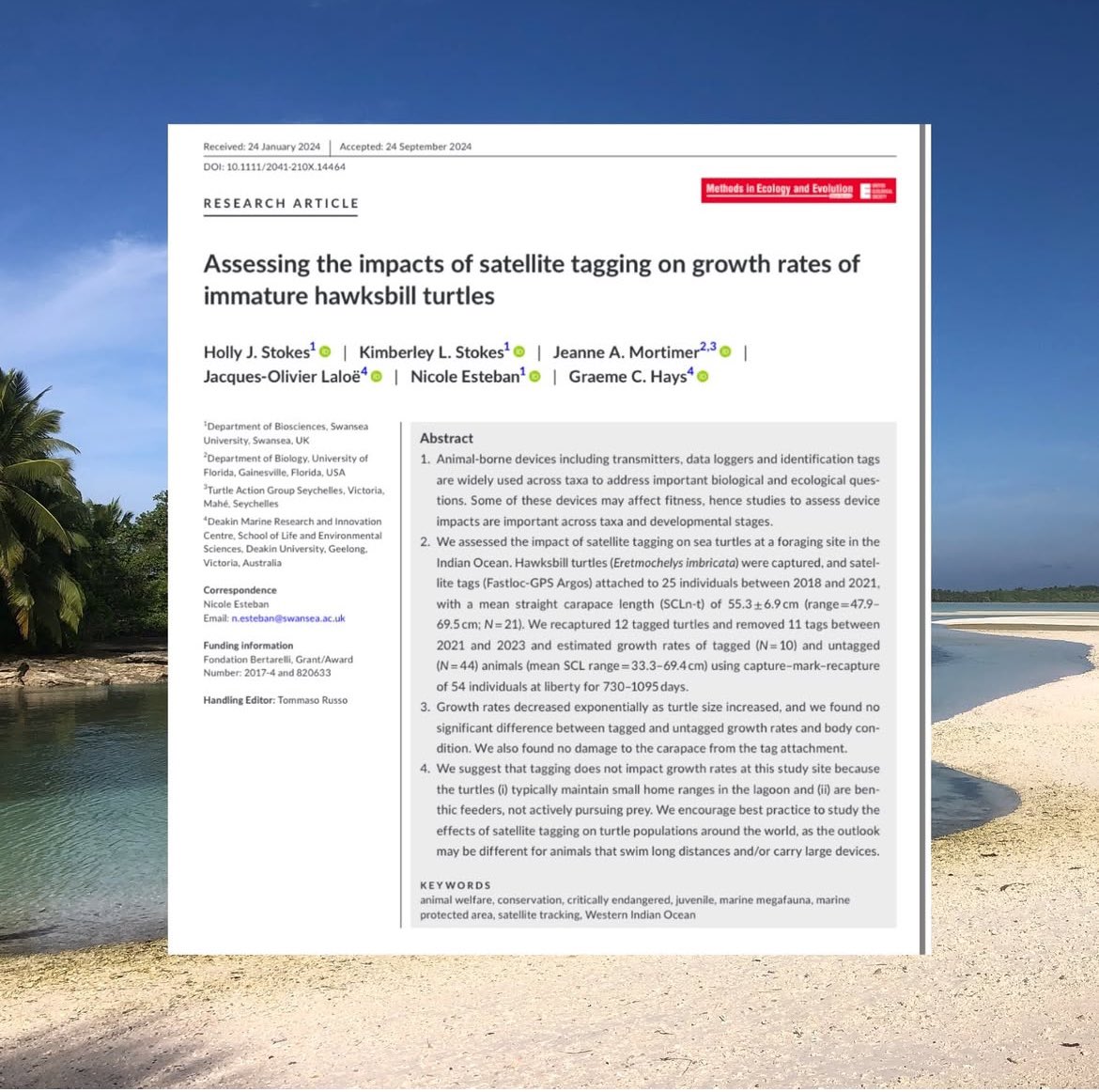 NEW PAPER 🐢🛰️

Sat tags can reveal so much about the hidden lives of turtles but what are the effects?

By examining tagged turtles after 2-3 years of attachment, we found no damage to the carapace and no differences in growth rates compared to untagged individuals. 
🔗👇/in bio