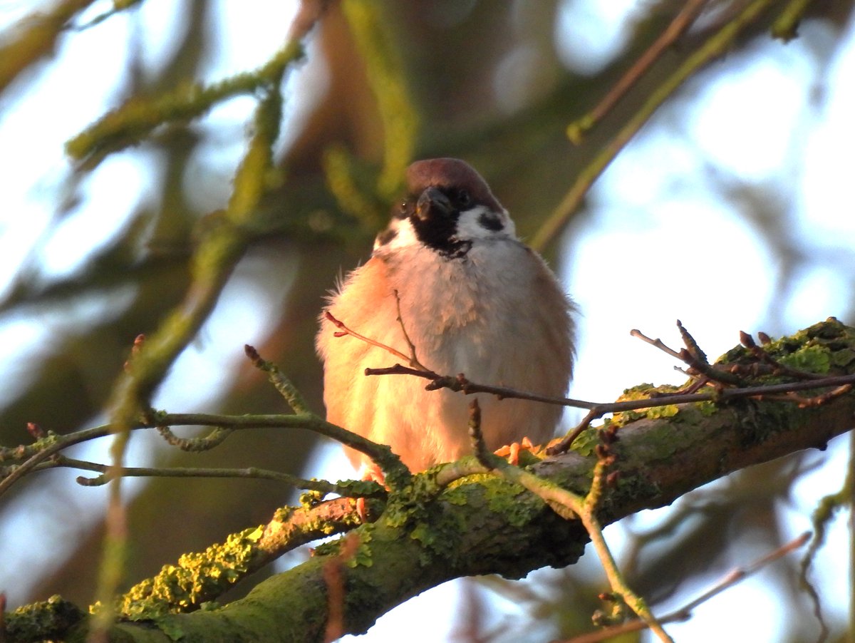 We are open. Our star birds seem to be enjoying a crisp winters morning. Marsh harriers, tree sparrows and bearded tits have been showing really well. Up to 30 whooper swans first thing most have now moved off to feed, a few are still lingering. #nature #humber #eastcoastflyway