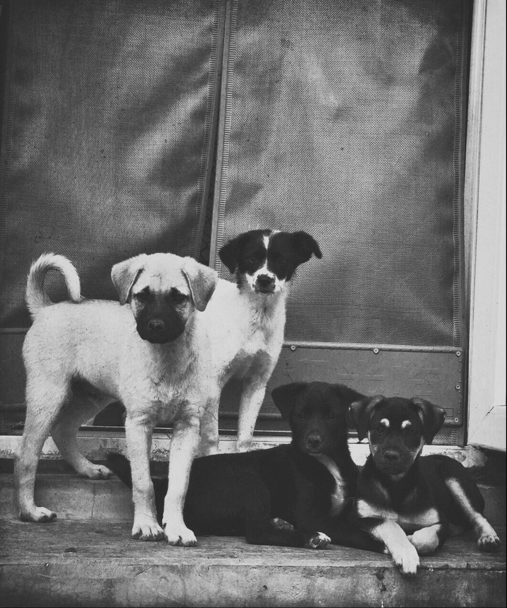 Even if you feed a dog once, that dog will remember and recognize you until it dies. 🐕🐕
However, if you help a person many times, but you make a mistake once, he will blame you.
That's the truth✅✅