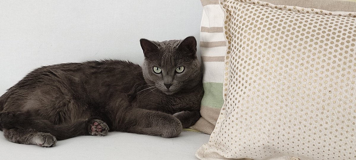 geraldinetaboni's tweet photo. @PostsOfCats Miss Perlette https://t.co/aJJfG32apw