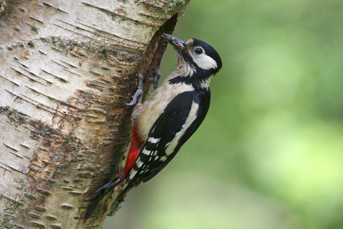January is a great time to listen out for drumming woodpeckers. 🥁

Both male and female Great Spotted Woodpeckers drum as a way of communicating to each other and to mark out their territories. They favour hard, dead trees as these ring with a sound that carries furthest.

📷Tom