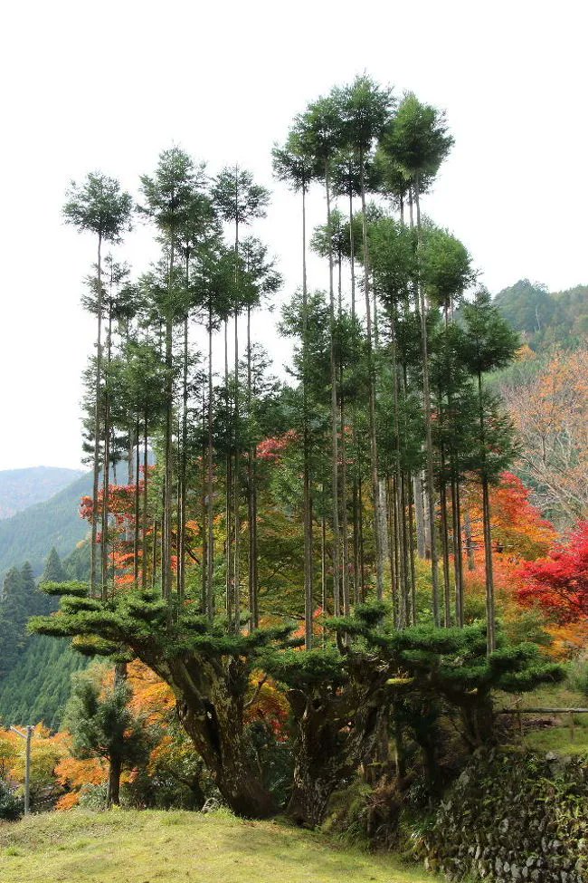 ¿Sabías que hace más de 600 años los japoneses desarrollaron una extraordinaria técnica para obtener madera sin necesidad de talar los árboles? Se llama Daisugi y, sorprendentemente, todavía se utiliza en la actualidad. Tira del hilo 🧵👇🏽👇🏽👇🏽