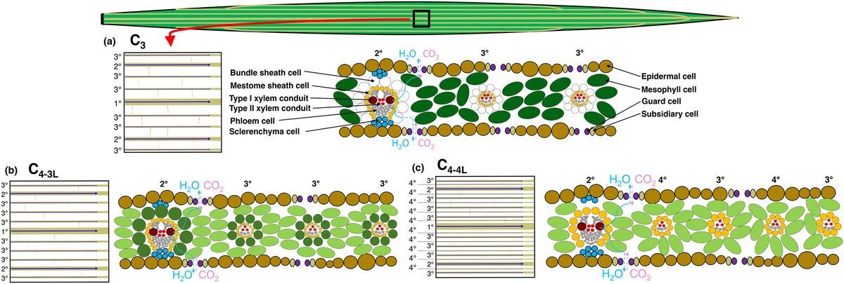 The mechanistic role of hydraulics on grass photosynthesis and adaptation to aridity 

Baird et al. <a href="/alecsbaird/">Alec Baird</a> <a href="/smueltylor/">Samuel Taylor</a> @hcochard @scoffoni5 <a href="/erikaedw/">erika edwards</a> <a href="/sheffieldplants/">Colin Osborne</a> <a href="/lawrensack/">Lawren Sack Lab</a>

📖 nph.onlinelibrary.wiley.com/doi/10.1111/np…
