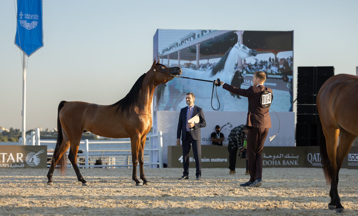 iiw2w2's tweet photo. 📸🐎

#عجمان #الامارات 🇦🇪📍
#جولة_الجياد_العربية

@AJRCMO  
@ajammar https://t.co/CUOLraMM80