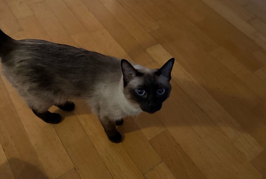 offclPETSTRO's tweet photo. 250107 bubble 🫧
moon sua sent photos of roa and mozza on bbl 🫧 😽 hope all our moons are doing well 

#로아 #모짜 #문빈 #문수아 #MOONBIN #MOONSUA #빌리 #아스트로  #문남매 https://t.co/QOc3HgNwsL