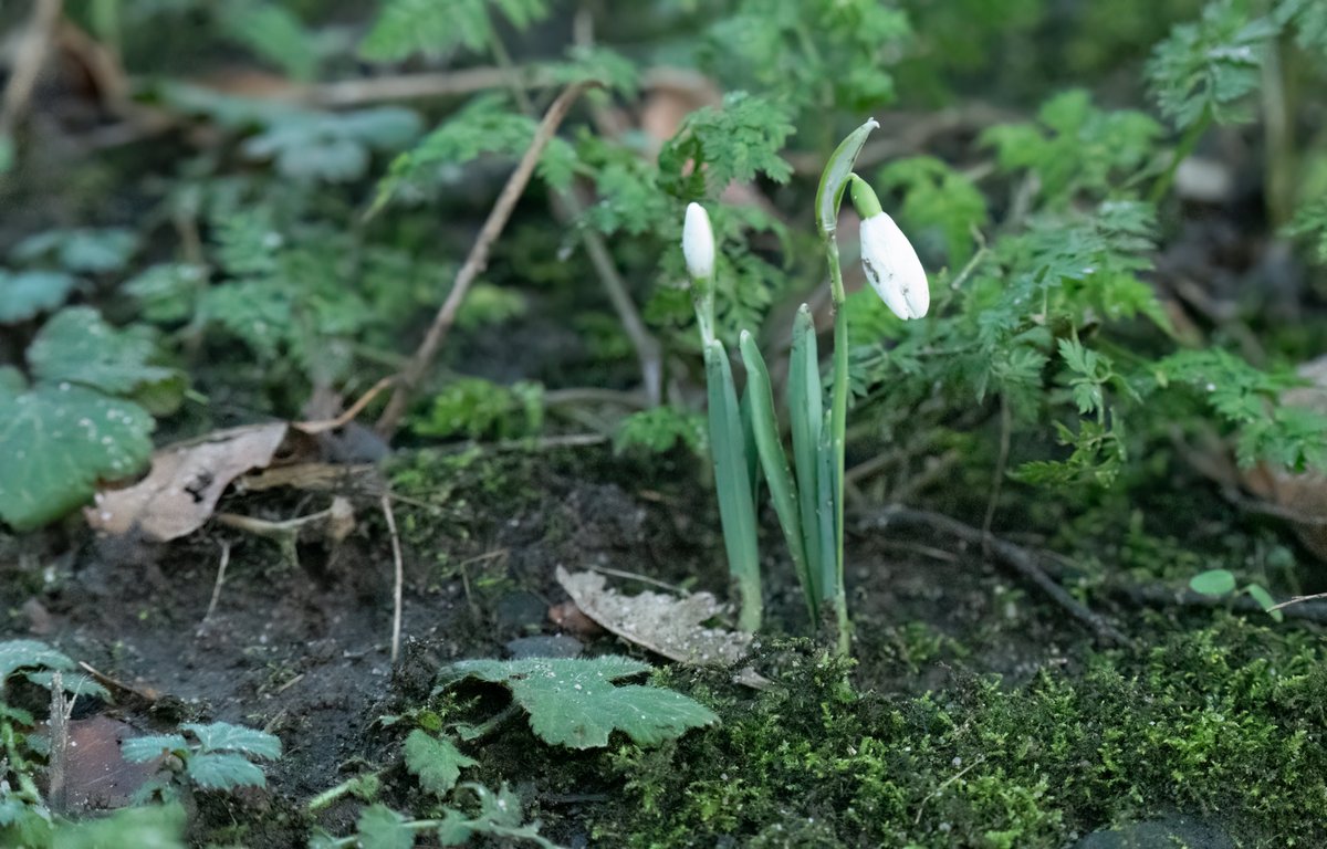 and with the snow came the Snowdrops, Heysham church yard yesterday. <a href="/kerriegosneyTV/">Kerrie Gosney</a> <a href="/JoBlytheTV/">Jo Blythe 🤍</a> <a href="/EmmaJessonTV/">Emma Jesson</a> <a href="/JoBlytheTV/">Jo Blythe 🤍</a> <a href="/itvweather/">ITV Weather</a>