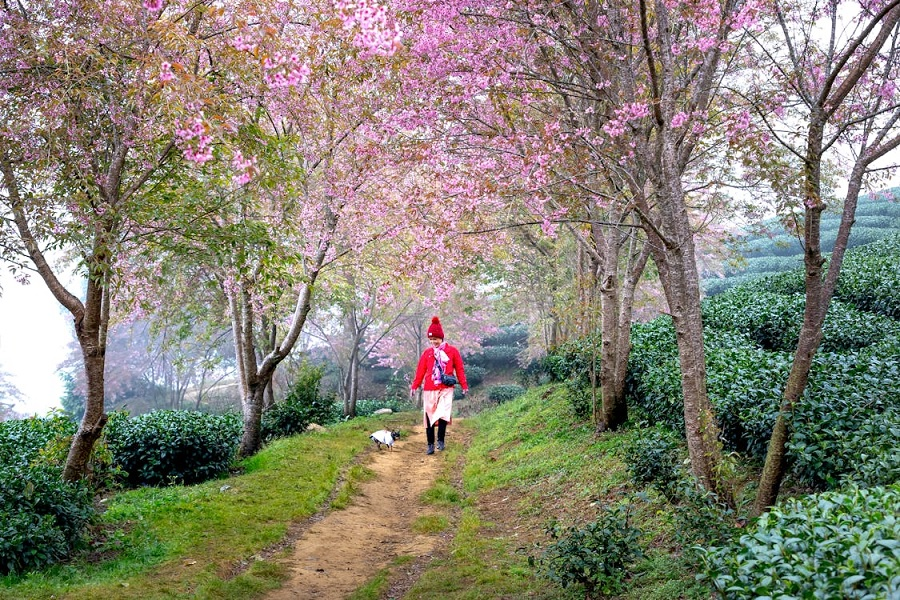 Go_Vishva's tweet photo. Seasonal Adventures for Spring: Blooming Adventures

https://t.co/KkksjlDfSw 

#SpringAdventures #BloomingSpring #NatureLovers #SpringTravel #OutdoorAdventures #CherryBlossoms #TulipFields #WildflowerTrails #SeasonalAdventures #SpringEscape @Go_Vishva https://t.co/5N49Se8rGf