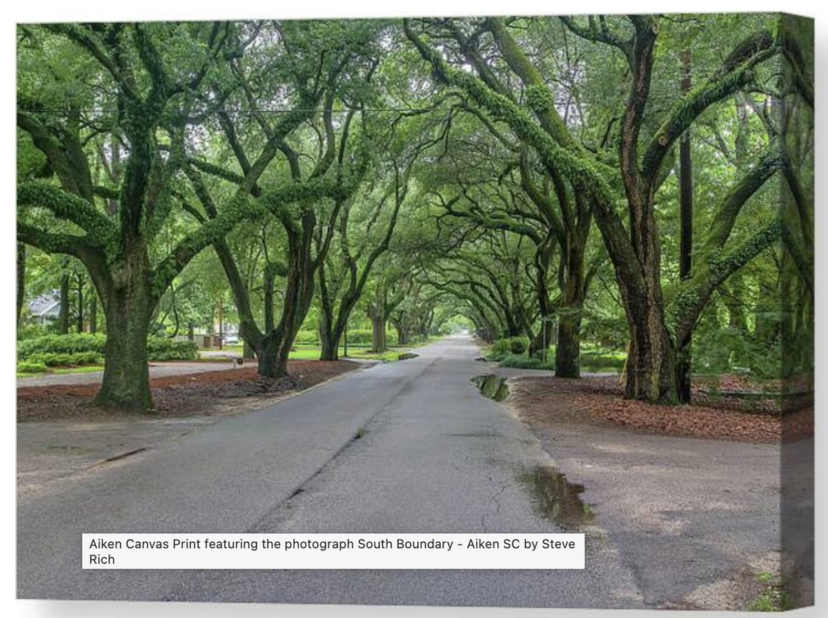 SteveRich_Photo's tweet image. Aiken South Carolina
3-steve-rich.pixels.com/featured/south…
#AikenSC #SouthBoundaryAvenue #AvenueOfOaks #AikenOaks #SouthCarolinaBeauty #OakTunnel #TreeTunnel #LiveOaks #HistoricAiken #AikenLandmarks #SouthernCharm #ScenicSouthCarolina #AikenPhotography #NatureInTheCity #BeautifulStreets