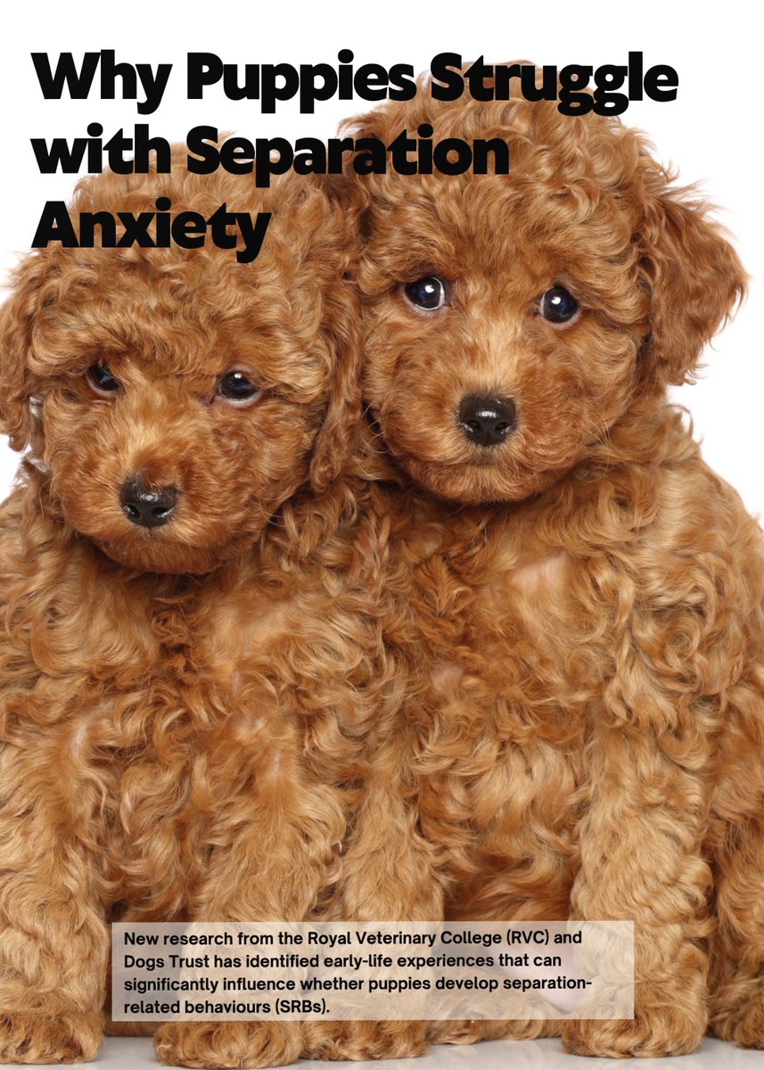 Pets_Mag's tweet image. 🐾 Why Do Puppies Struggle with Separation Anxiety? 🐾

Explore new research from the @RoyalVetCollege  &amp;amp; @DogsTrust 🐶💖 Learn how early-life experiences shape behaviour and get tips to ease anxiety.

📖 Read now: petsmag.co.uk/pets-magazine-…

#SeparationAnxiety #PuppyCare #DogLovers