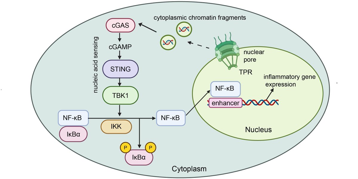 Researchers uncover crucial role played by the integrity of the nucleus in cancer-induced aging: bit.ly/4h1VcFi
<a href="/mrc_hgu/">MRC_HGU</a> <a href="/wendy_bickmore/">Wendy Bickmore</a>