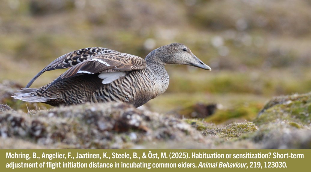 Bertille Mohring (@bertillemohring) on Twitter photo 📃New paper 📣! We looked at incubating common eiders 🦆 responses to repeated human approaches (mirroring a predation attempt 🦅).
doi.org/10.1016/j.anbe…
<a href="/FAngelier/">Frédéric Angelier</a> <a href="/Ecophy_CEBC/">Ecophy</a> <a href="/CEBC_ChizeLab/">CEBC/ChizéLab</a> @INEE_CNRS <a href="/UnivLaRochelle/">La Rochelle Université</a> <a href="/AboAkademi/">Åbo Akademi University</a>
<a href="/Tvarminne/">Tvärminne Zoological Station</a> 🇫🇮 📃New paper 📣! We looked at incubating common eiders 🦆 responses to repeated human approaches (mirroring a predation attempt 🦅).
doi.org/10.1016/j.anbe…
<a href="/FAngelier/">Frédéric Angelier</a> <a href="/Ecophy_CEBC/">Ecophy</a> <a href="/CEBC_ChizeLab/">CEBC/ChizéLab</a> @INEE_CNRS <a href="/UnivLaRochelle/">La Rochelle Université</a> <a href="/AboAkademi/">Åbo Akademi University</a>
<a href="/Tvarminne/">Tvärminne Zoological Station</a> 🇫🇮