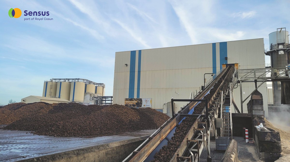 Op 31 december 2024 zijn de laatste cichoreiwortels geleverd bij onze fabriek. Dit betekent het einde van de cichoreicampagne. Een grote dank aan alle cichoreitelers, loonwerkers, verladers en iedereen die zich heeft ingezet. 🙏#CichoreiCampagne #Akkerbouw #Inuline #Sensus