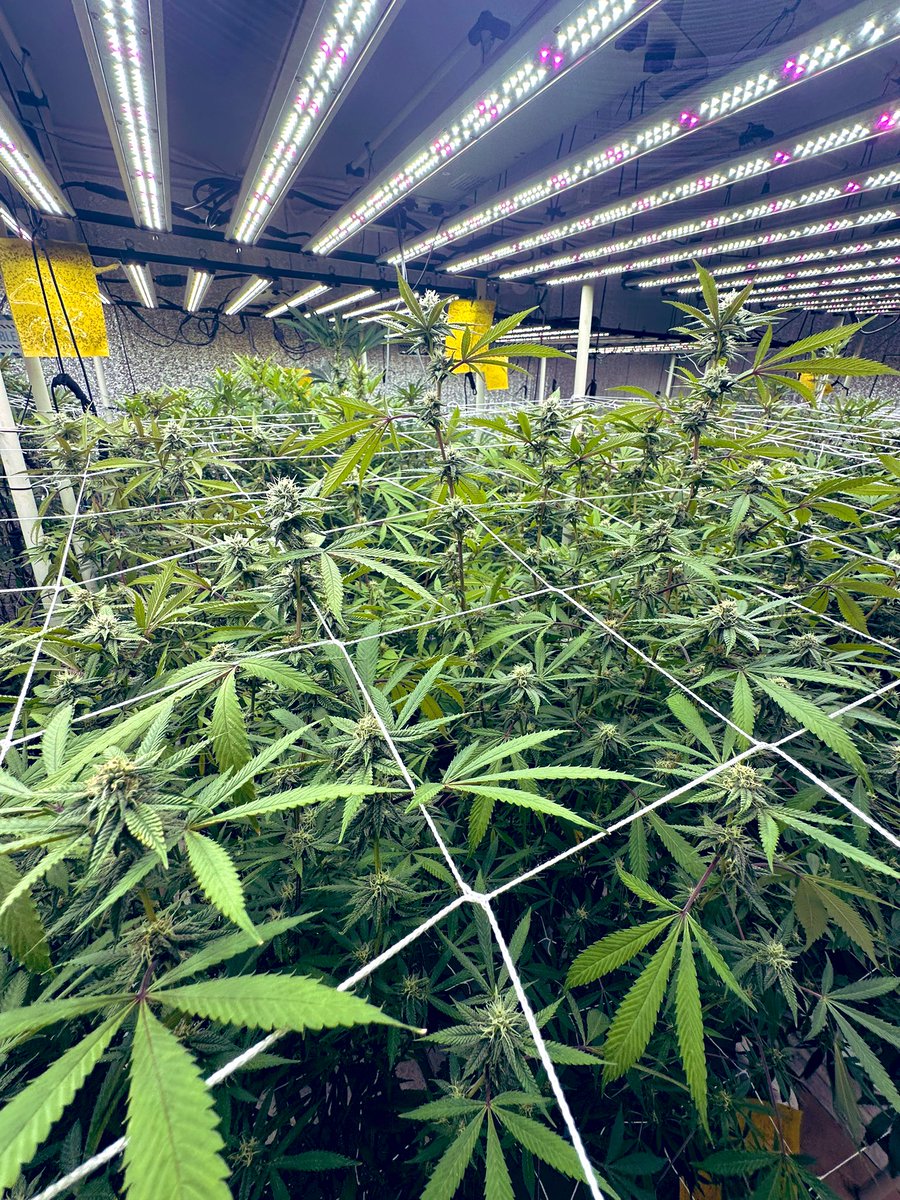 Midorihouse420's tweet photo. 来月にはBLUE DREAMS を期待出来ます。🌱🌱
4F開花4週目の3DAY
PPMとPとK上々に上げて香りと実を付けて行きます✨✨🍀🍀
#MIDORIHOUSE
#GapStandard https://t.co/cSLAW8lVix