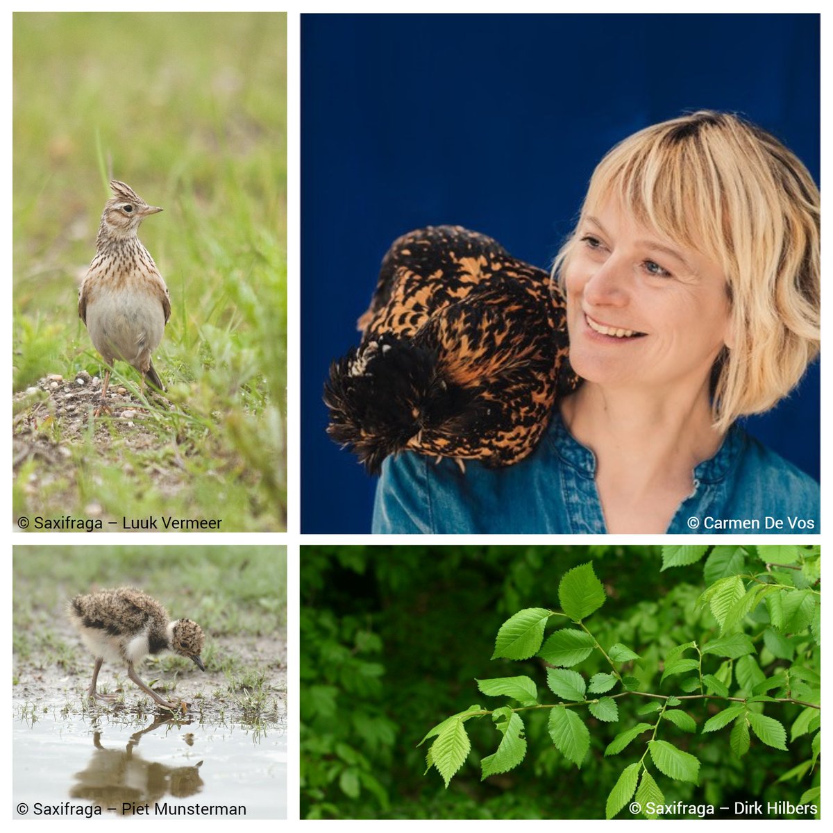De zang van de veldleeuwerik brengt vreugde. Is dat een bouwsteen voor herstel van deze 'held van het veld'?

Tine Hens beziet de wereld door de ogen van gewone soorten. En komt tot verfrissende inzichten.

Beluister het nu in podcast Toekomst voor Natuur
open.spotify.com/episode/5cTGmY…