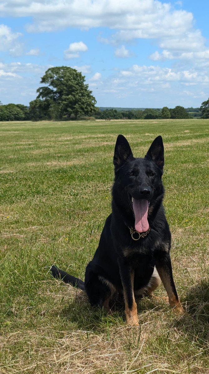 Northants Police Dog Section tweet media