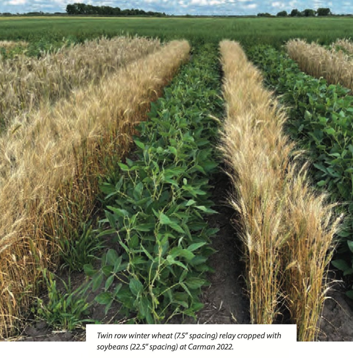 N_SmartFarmer's tweet photo. #RelayCropping is a sustainable agricultural technique that involves planting a second crop into a standing first crop before the first crop is harvested, while
#InterCropping Is growing two or more crops simultaneously in a definite cropping pattern.
Thread 👇👇 https://t.co/ORApxwESHu