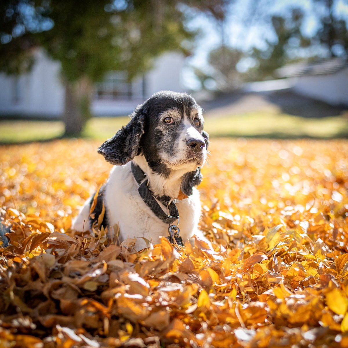 Wandering Vegas tweet media