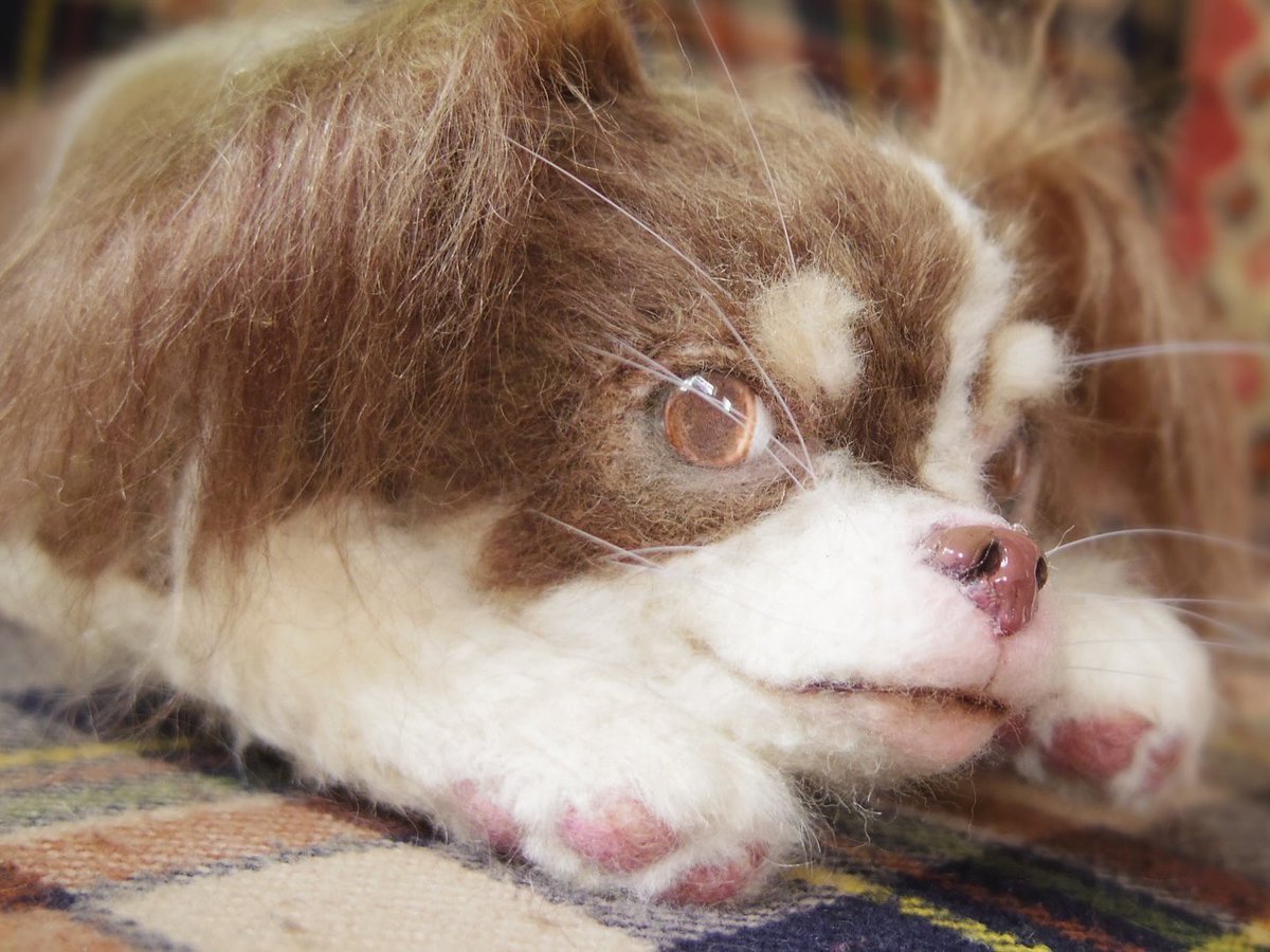 Kannybb's tweet photo. アンジーさん💕こちらのお顔をご希望でした。
#羊毛フェルト #羊毛 
#羊毛フェルト犬　
#チワワ
#ロングコートチワワ
#羊毛フェルト作家
@ks_feltart
https://t.co/6so9w7niep https://t.co/dd0TUWqSVz