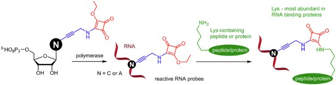 #research
Enzymatic synthesis of reactive RNA probes containing squaramate-linked cytidine or adenosine for bioconjugations and cross-linking with lysine-containing peptides and proteins (<a href="/hocekm/">Michal Hocek 🇨🇿 🇪🇺 🌍 🍷🧬🧪</a>) - <a href="/CommsChem/">Communications Chemistry</a>: nature.com/articles/s4200…
<a href="/IOCBPrague/">IOCB Prague</a> <a href="/science_charles/">Faculty of Science of Charles University</a> <a href="/CzechAcademy/">Czech Academy of Sciences</a>