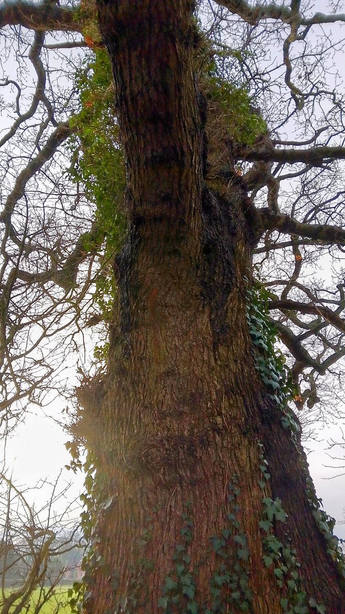 s4r4h_l's tweet photo. #ThickTrunkTuesday from last Saturday with two majestic #trees on the #GuildWheel at #Broughton. @keeper_of_books #vitaminN #Lancashire https://t.co/sxl5KOc5hT