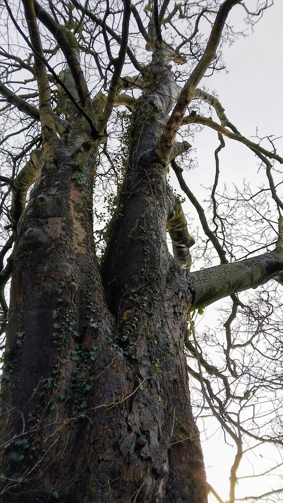 s4r4h_l's tweet photo. #ThickTrunkTuesday from last Saturday with two majestic #trees on the #GuildWheel at #Broughton. @keeper_of_books #vitaminN #Lancashire https://t.co/sxl5KOc5hT